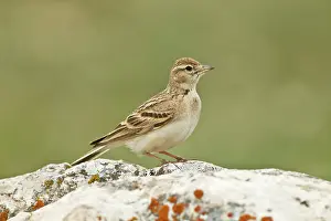 Brachydactyla: Short-toed Lark