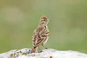 Brachydactyla: Short-toed Lark