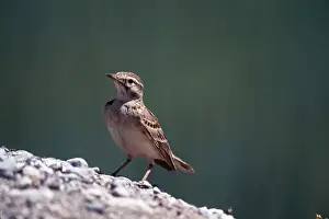 Larks: SHORT-TOED LARK
