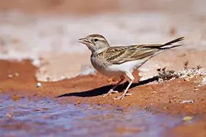 Brachydactyla: Short Toed Lark - drinking at pool