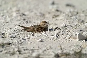 Larks: Short-toed Lark dust bathing