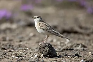 Larks: Short-toed Lark - perched on dirt track Castro Verde