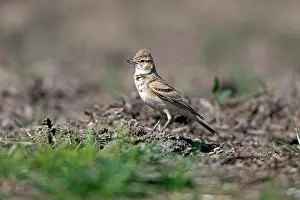 Larks: Short-toed Lark - perched on dirt track showing