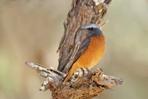Monticola: Short-toed Rock Thrush