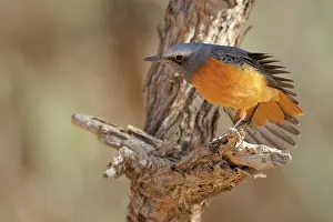 Monticola: Short-toed Rock Thrush
