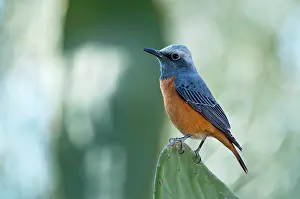 Monticola: Short-toed rock thrush - male perched on cacti
