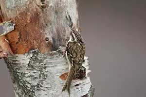 Certhia: Short-toed Treecreeper
