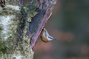 Certhia: Short-toed Treecreeper