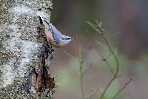Certhia: Short-toed Treecreeper