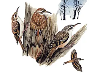 Creeper: Short-toed Treecreeper