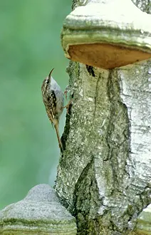 Birches: Short-toed treecreeper - On birch tree trunk with fungus