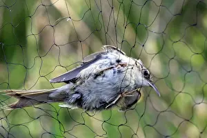 Certhia: Short-toed Treecreeper - caught in netting