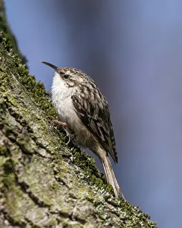Main: Short-toed treecreeper (Certhia brachydactyla) sitting