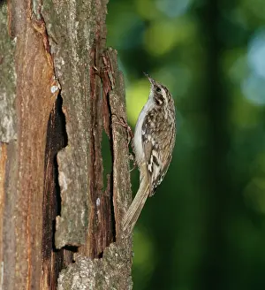 Zdenek Tunka: Short Toed Treecreeper - Climbing tree trunk