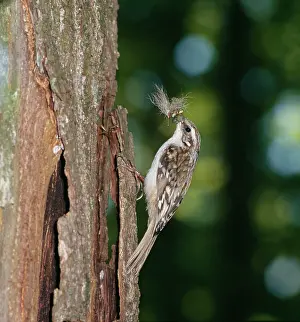 Zdenek Tunka: Short-toed TREECREEPER -Climbing tree trunk with
