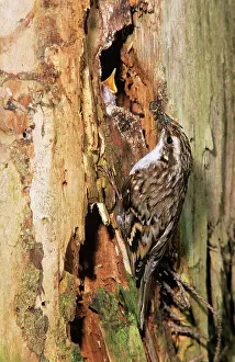 Certhia: Short-toed TREECREEPER - feeding young at nest entrance