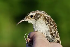 Certhia: Short-toed Treecreeper - being held