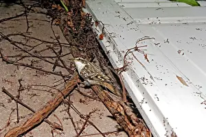 Shutter: Short-toed Treecreeper - by nest behind a shutter