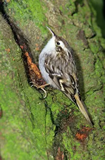 Certhia: Short-toed TREECREEPER - searching for food on tree stem