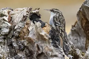 Certhia: Short-toed Treecreeper - on a tree trunk - Castile