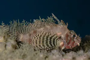 Manis: Shortfin Lionfish - Air Manis dive site, Ambon