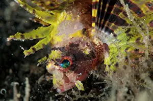 Dendrochirus: Shortfin Lionfish with colorful fins during night dive