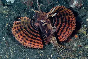Dendrochirus: Shortfin Lionfish displaying fan-like pectoral fins