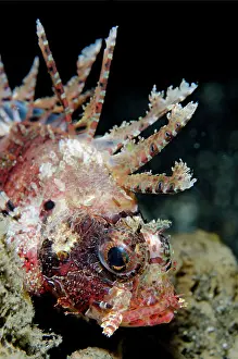 Dendrochirus: Shortfin Lionfish displaying spines TK1 dive site