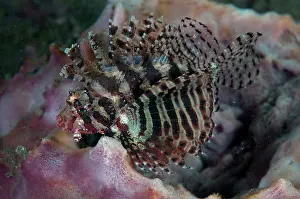 Spine: Shortfin Lionfish - with fan-like fins