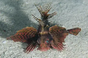 Strait: Shortfin Lionfish - hunting on sand - night dive