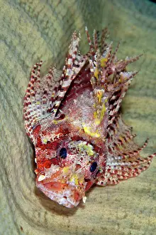 Sponges: Shortfin Lionfish - inside of sponge