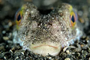 Straits: Shortfin Puffer