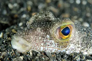Straits: Shortfin Puffer