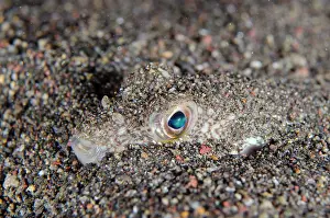 Puffer: Shortfin Puffer buried in sand - night dive - Melasti