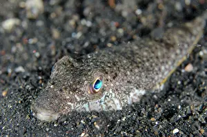 Strait: Shortfin puffer (Torquigener brevipinnis) adult
