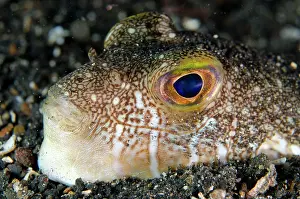 Strait: Shortfin puffer (Torquigener brevipinnis) adult