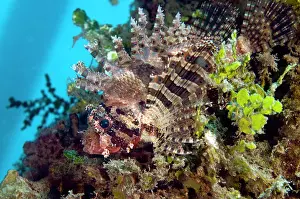 Dendrochirus: Shortfin Turkeyfish