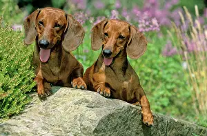 Dachshund: Shorthaired dachshund