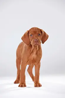 Shorthaired: Shorthaired Hungarian pointer, puppy, 9 weeks, standing