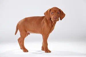 Shorthaired: Shorthaired Hungarian pointer, puppy, 9 weeks, standing