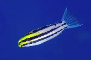 Blenny: Shorthead Fangblenny