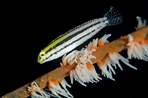 Blenny: Shorthead Fangblenny on whip coral Kareko Batu dive