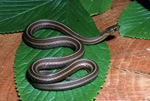 Herps: Shorthead Garter Snake