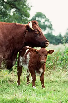 Mothes: Shorthorn Cattle - cow & calf