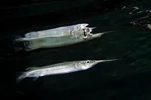 Strait: Shortnose River Halfbeak