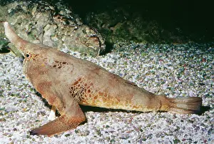 Shortnose: Shortnose / Walking BATFISH