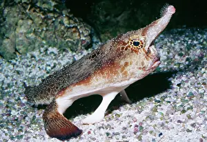Shortnose: Shortnose / Walking BATFISH