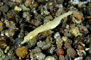 Appendage: Shortpouch Pygmy Pipehorse