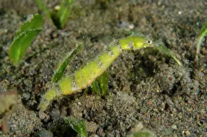 Syngnathiformes: Shortpouch Pygmy Pipehorse - Ghost Bay dive site