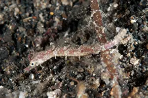 Appendage: Shortpouch Pygmy Pipehorse during night dive